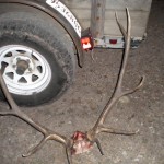 ElkHunting ElkHunting