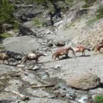 colorado-outfitters-crossing-stream colorado-outfitters-crossing-stream